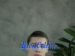 BredCollins