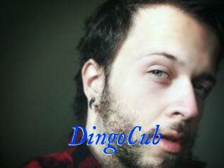 DingoCub