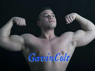 GavinColt