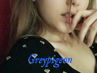 Greypigeon