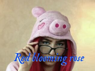 Red_blooming_rose