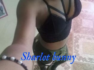 Sharlot_bunny